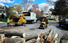 Trusted Sturgis, KY Tree Removal Experts