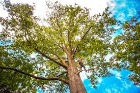 Best Tree Mulching  in Sturgis, KY