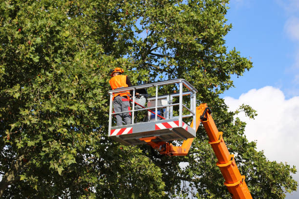 Best Tree Disease Treatment  in Sturgis, KY