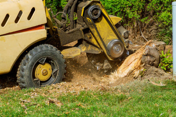 Best Emergency Tree Removal  in Sturgis, KY