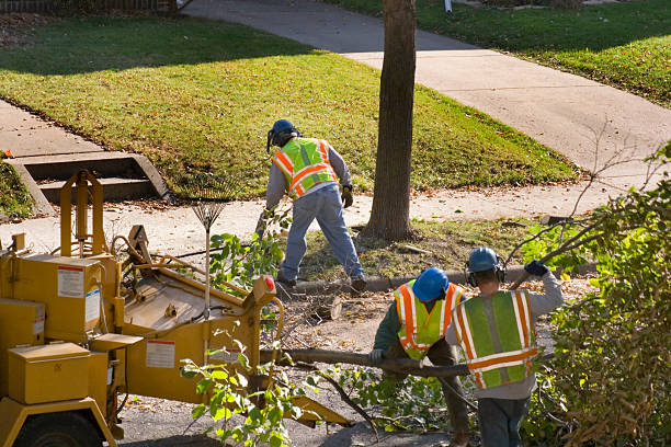 Best Root Management and Removal  in Sturgis, KY