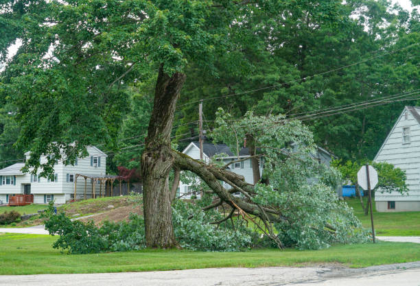 Best Fruit Tree Pruning  in Sturgis, KY