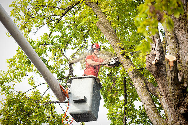 Best Storm Damage Tree Cleanup  in Sturgis, KY