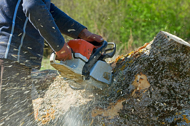 Best Commercial Tree Services  in Sturgis, KY